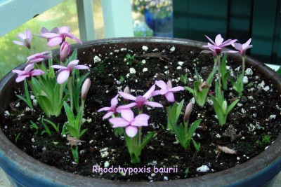 1. Rhodohypoxis w.jpg
