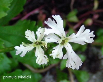 primula siboldii w.jpg