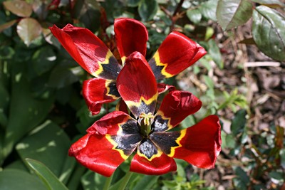 blume9.jpg