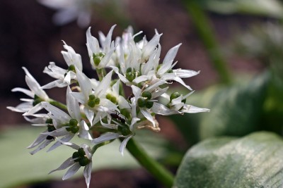 blume6.jpg