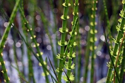 blume4.jpg