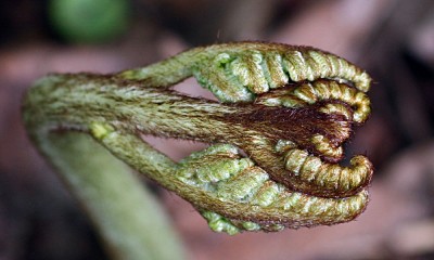 blume2.jpg