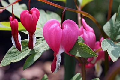 blume11.jpg