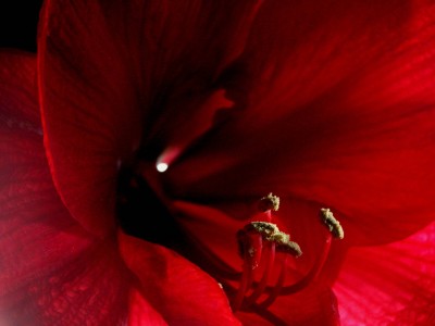 Hippeastrum-1.JPG