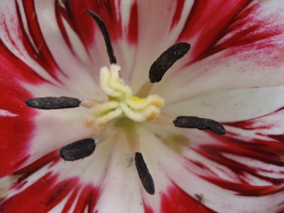 tuple rotweiß detail.JPG