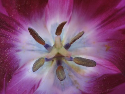 tulpe violettgestreift detail.JPG