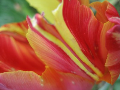 tulpe rotgelb detail.JPG