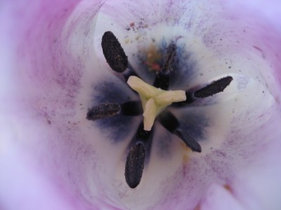 tulpe rosaweiß detail 2.JPG