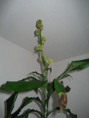 Yucca 01.JPG