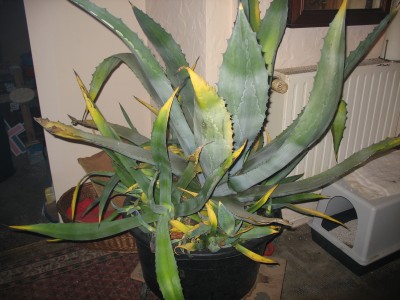 mickernde Agave.JPG