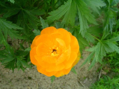 Flottbeck 042.JPG