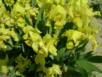 Flottbeck 032.JPG