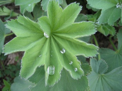 wassertropfen 6.JPG