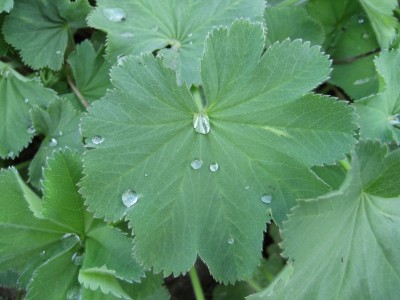 wassertropfen 4.JPG
