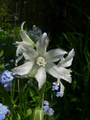 Green 029.jpg