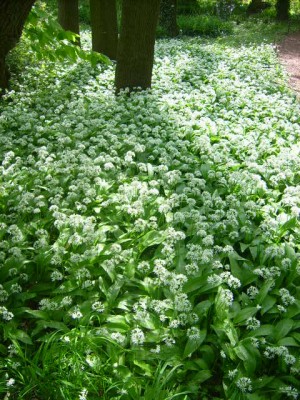 Green 041.jpg