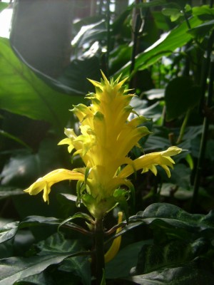 Green 087.jpg