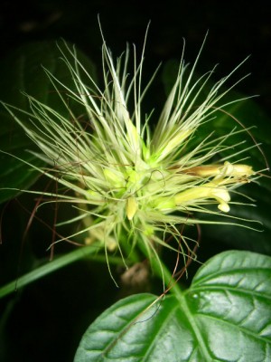 Green 081.jpg