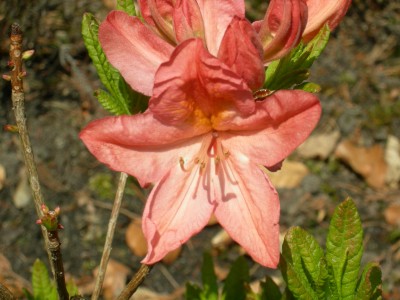 DSCN50081.JPG