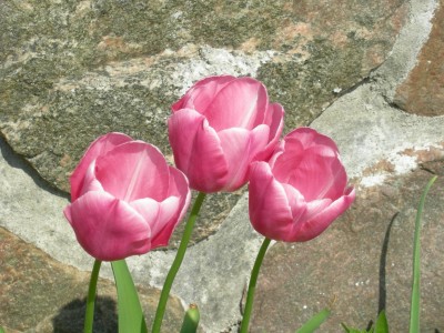 DSCN50041.JPG