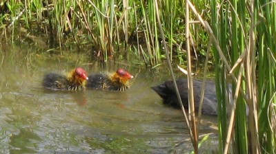 IMG_5234a.JPG