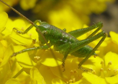 IMG_5228a Greenie.JPG
