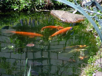 Fische 1 w.jpg