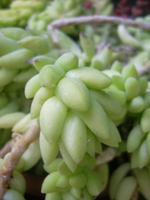 Green 130.jpg