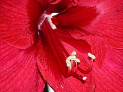 Hippeastrum-geblitzt-2.JPG