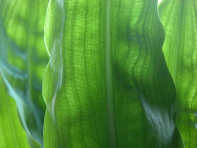 haemanthus-blaetter-2.JPG