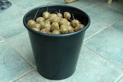 Kiwi-Ernte.jpg