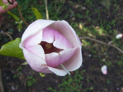 100_3513.JPG