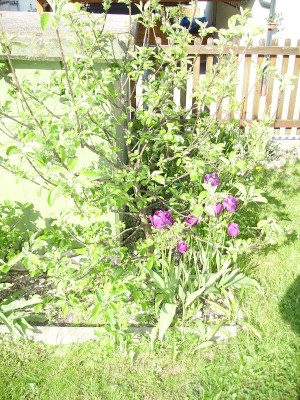 Apfelbaum - Krone.jpg
