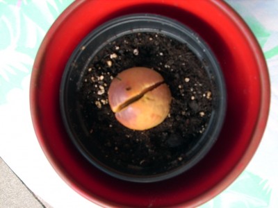 Avokatokern offen.jpg