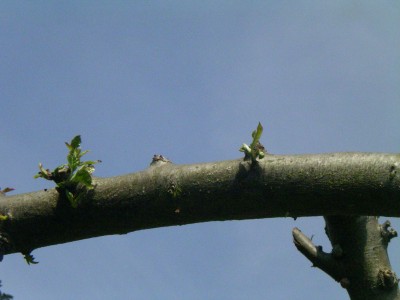 Bonsai draussen 046.JPG
