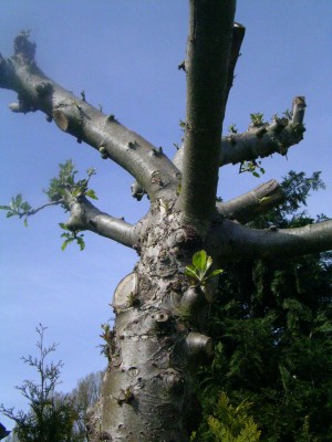Bonsai draussen 044.JPG