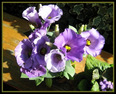 Prärieenzian - Eustoma grandiflorum.JPG