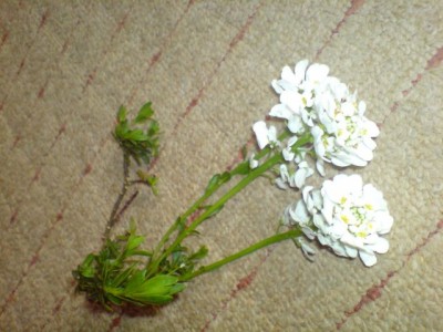 DSC00038.JPG