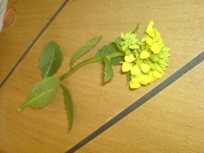 DSC00040.JPG