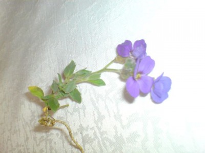 DSC00033.JPG