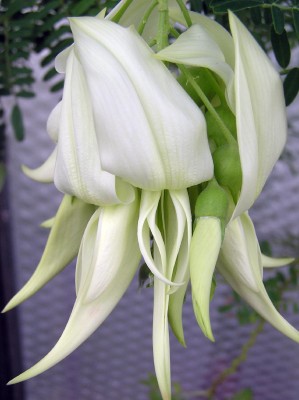 Blüte 0408.jpg