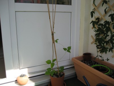 balkon1.JPG