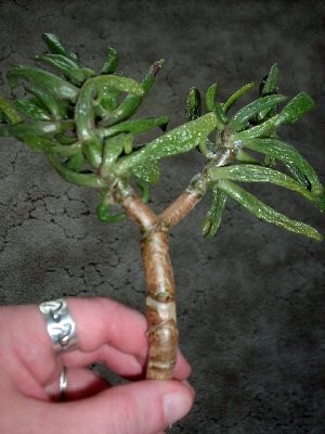Crassula argentea.jpg