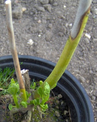 H. moscheutos_06-05-08-435.jpg