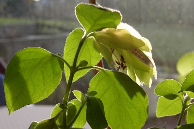 Zimmerhopfen 20.02.07.JPG