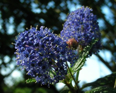 Ceanothusblüte w.jpg