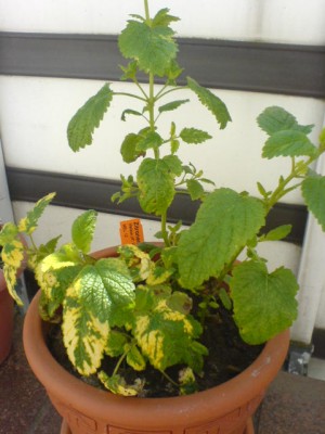 DSC01178.JPG