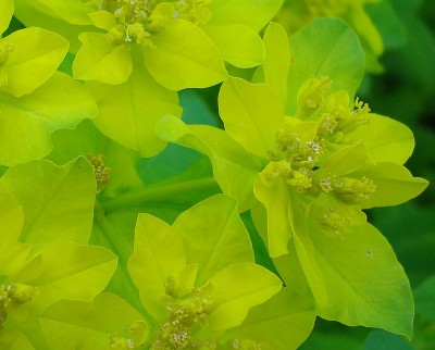 07.05.2008 euphorbia.jpg