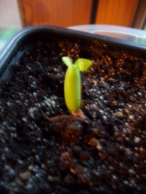 adenium arabcium 'black gigant'.JPG