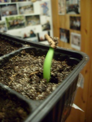 adenium socotranum 'diamant Crown'.JPG